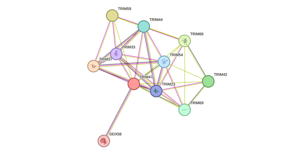 STRING protein interaction network
