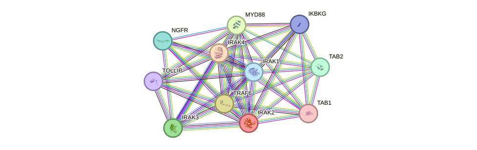 STRING protein interaction network