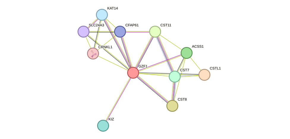STRING protein interaction network