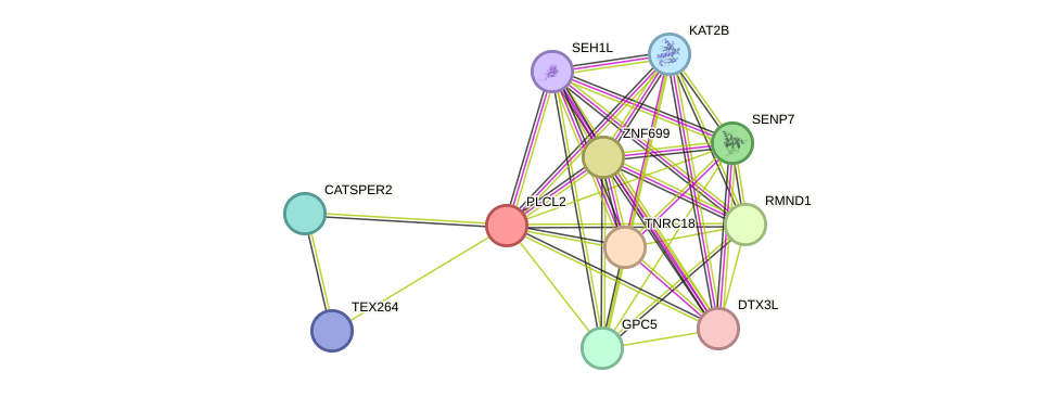 STRING protein interaction network