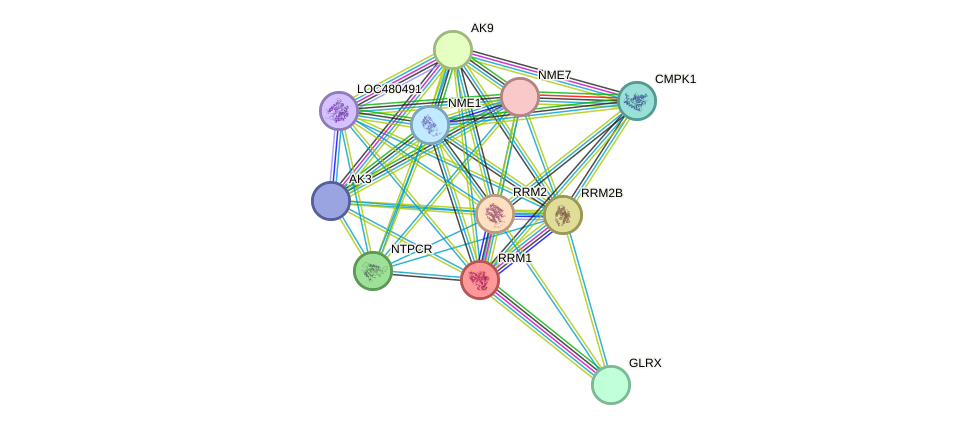 STRING protein interaction network