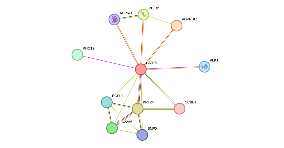 STRING protein interaction network