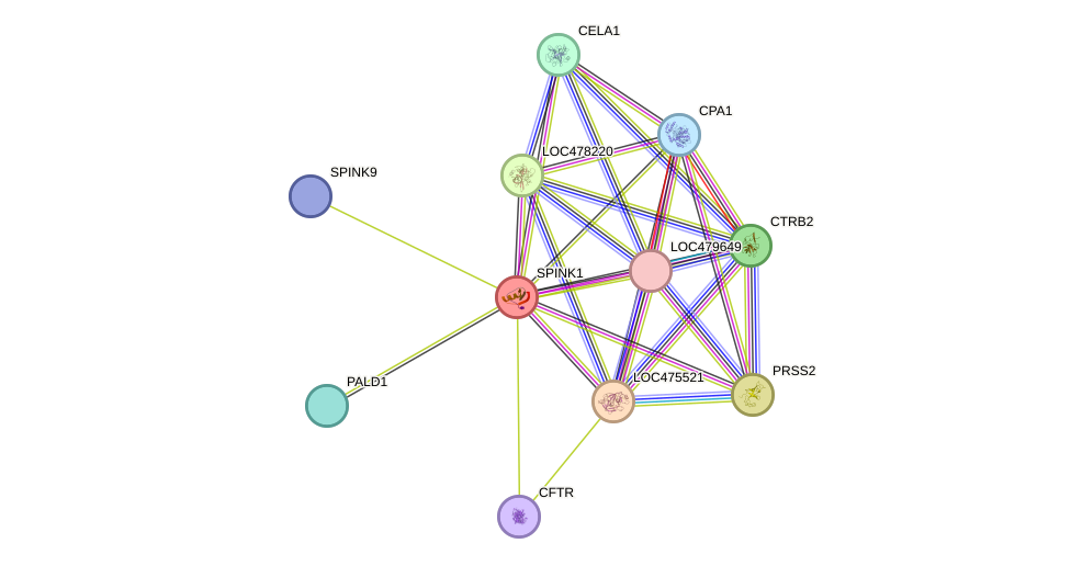 STRING protein interaction network
