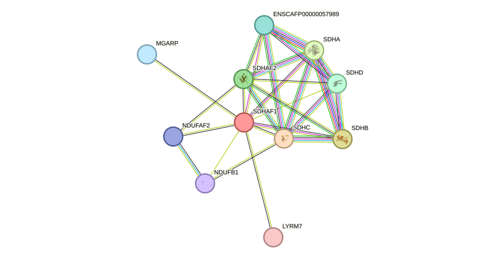 STRING protein interaction network