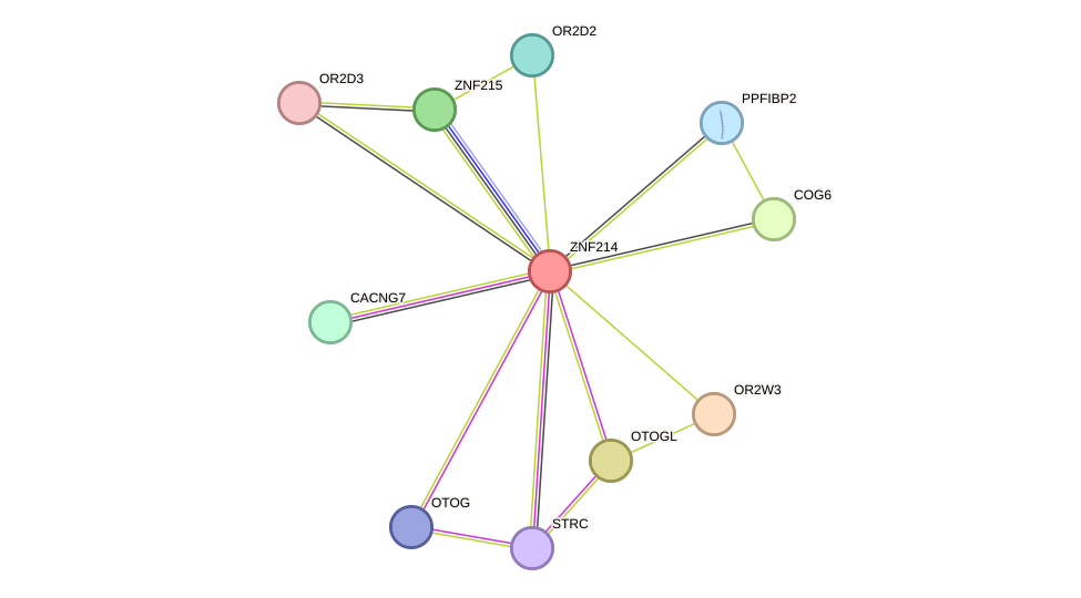 STRING protein interaction network
