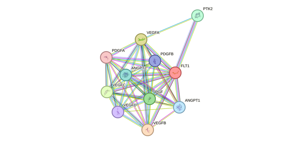 STRING protein interaction network