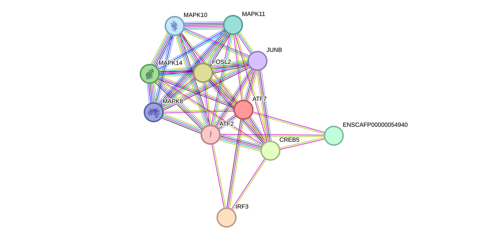 STRING protein interaction network