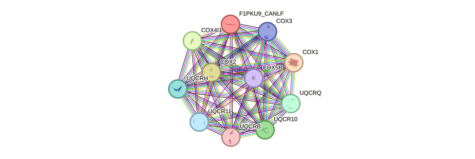STRING protein interaction network