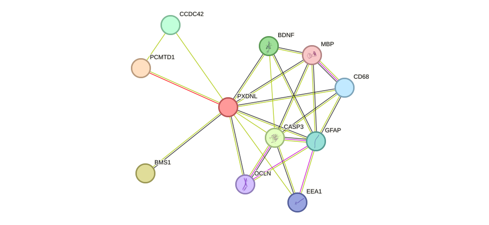 STRING protein interaction network