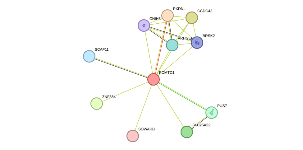 STRING protein interaction network