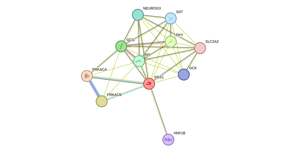 STRING protein interaction network