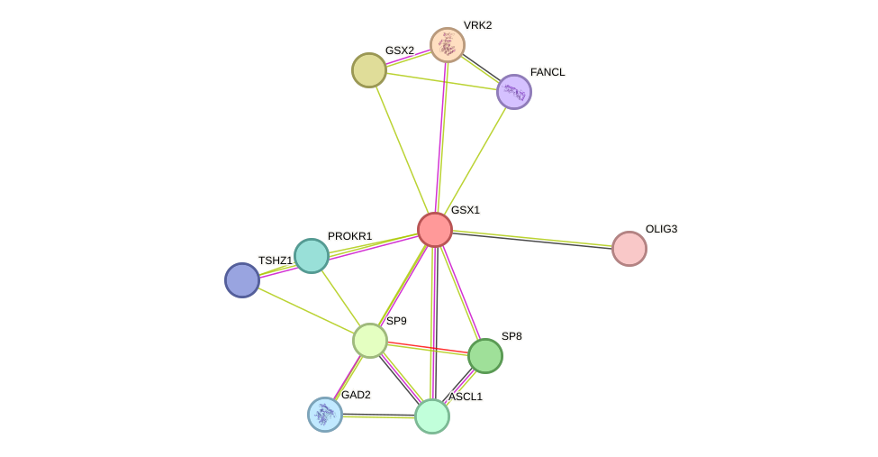 STRING protein interaction network