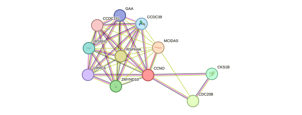 STRING protein interaction network