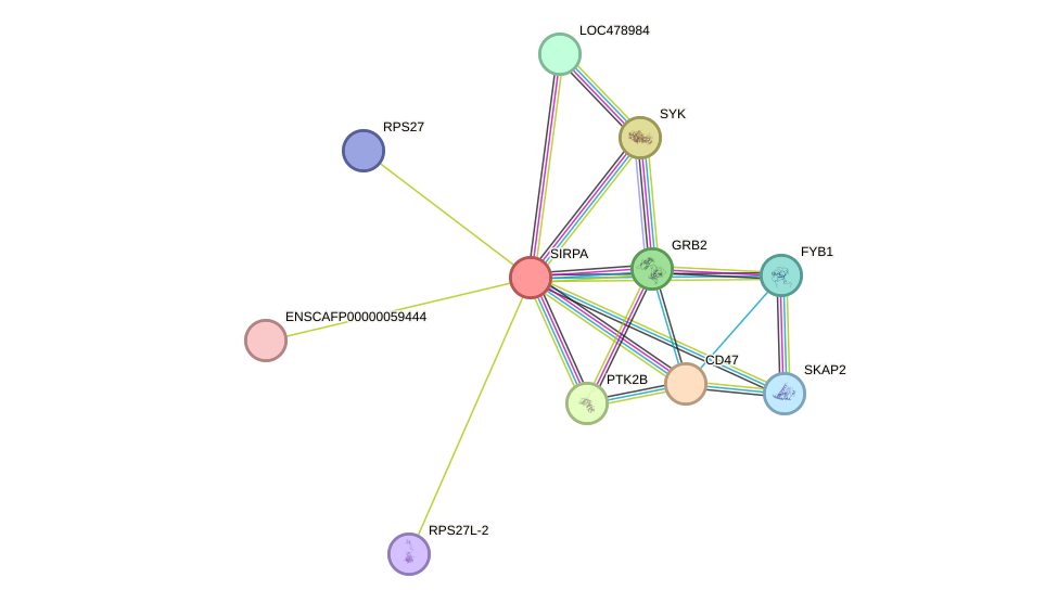 STRING protein interaction network