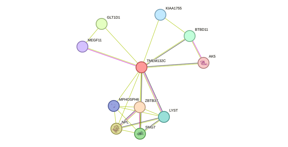 STRING protein interaction network