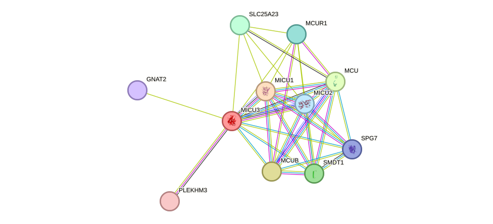 STRING protein interaction network