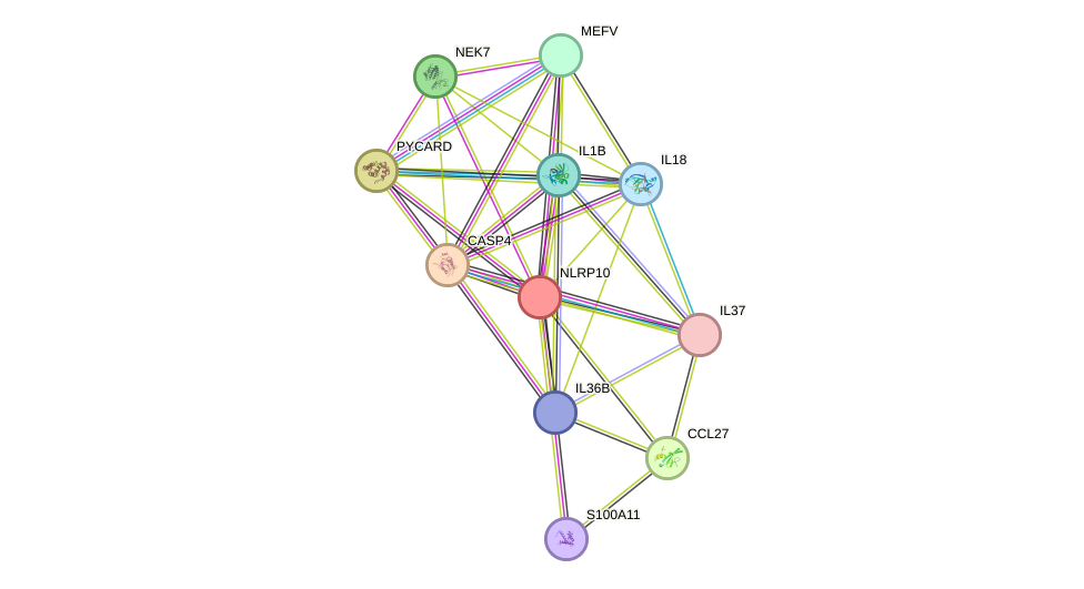 STRING protein interaction network