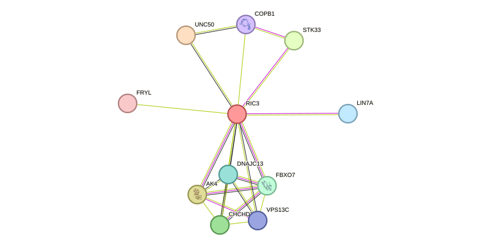 STRING protein interaction network