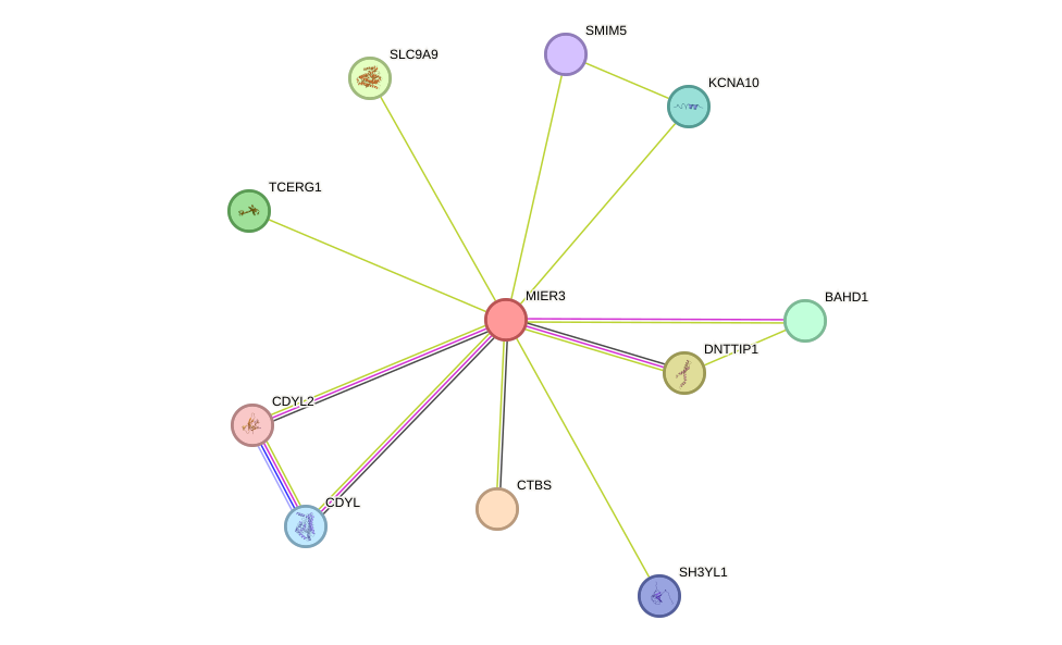 STRING protein interaction network