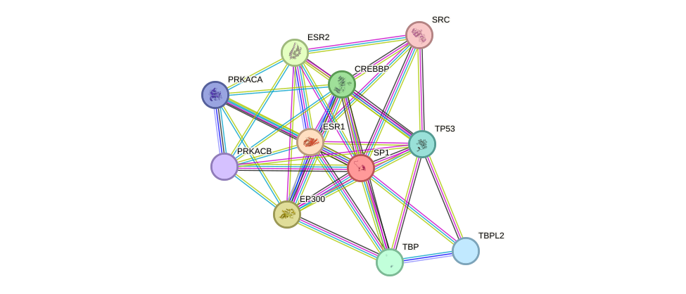 STRING protein interaction network