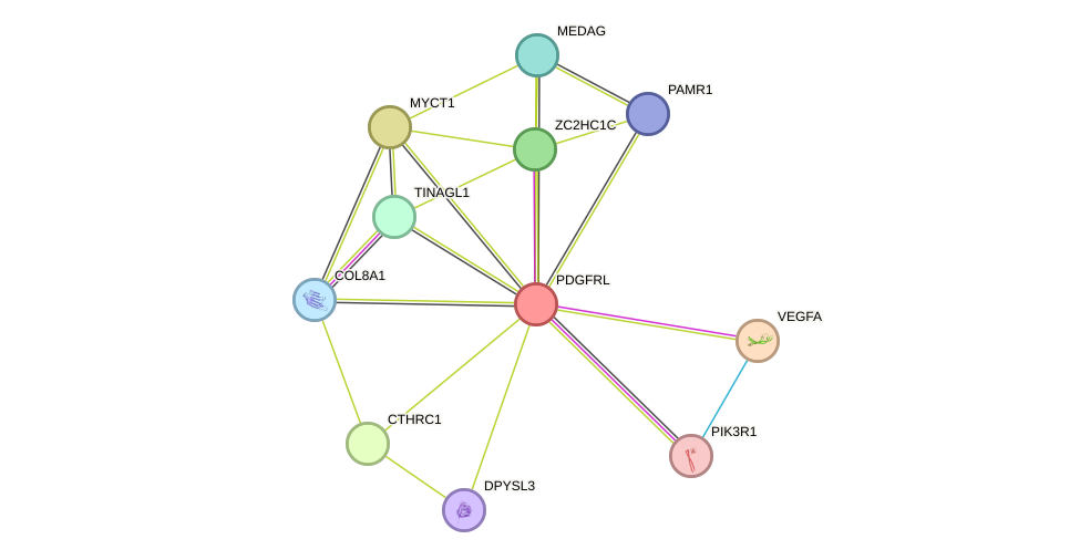 STRING protein interaction network