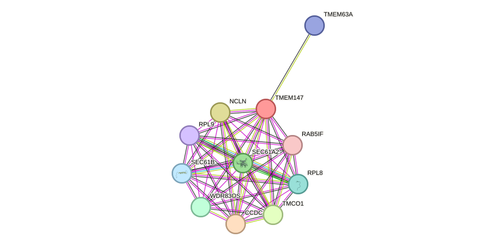 STRING protein interaction network