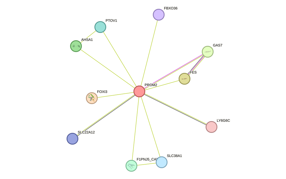 STRING protein interaction network