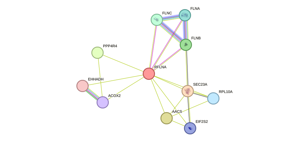 STRING protein interaction network