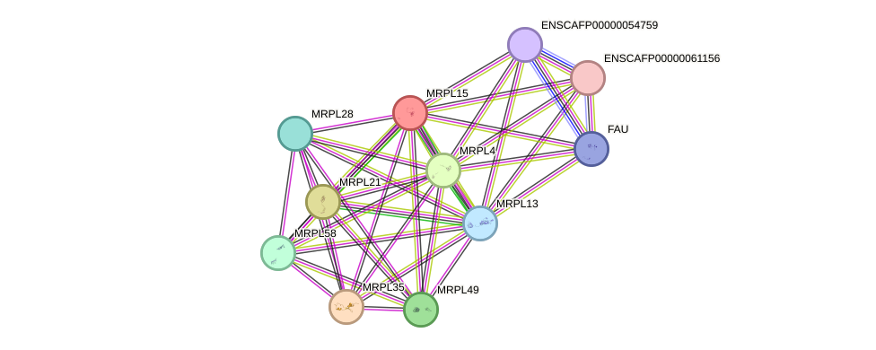 STRING protein interaction network