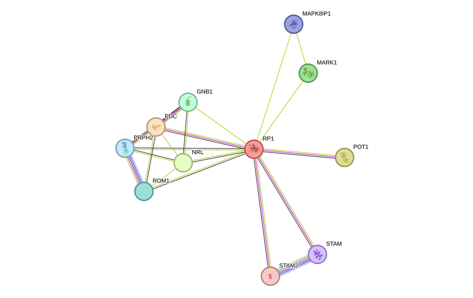 STRING protein interaction network