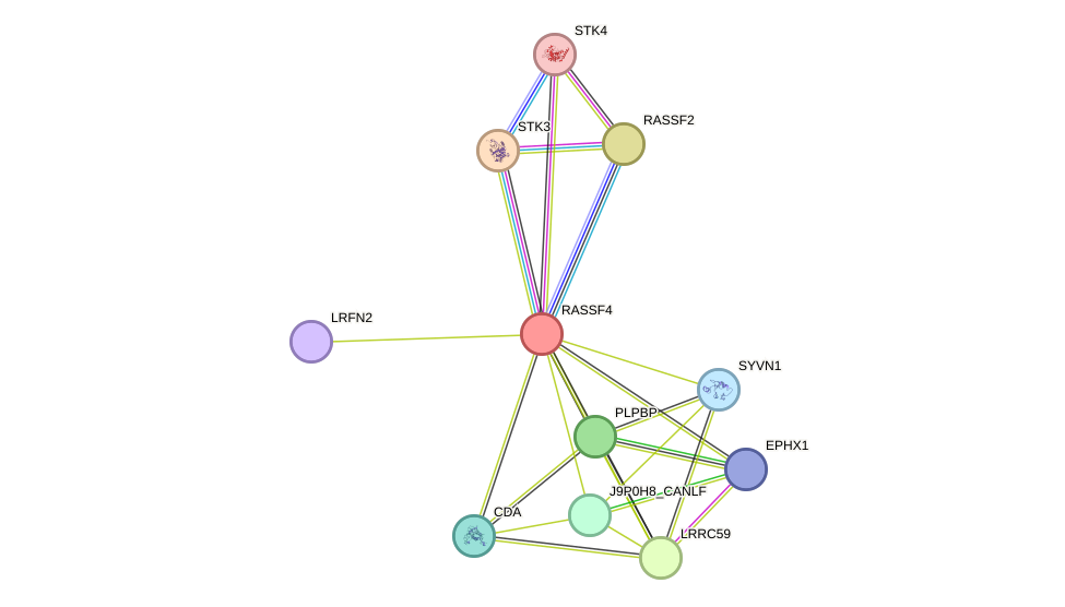 STRING protein interaction network