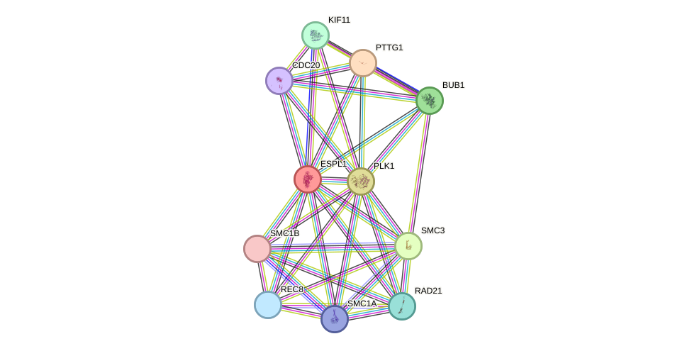 STRING protein interaction network