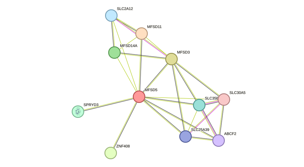 STRING protein interaction network