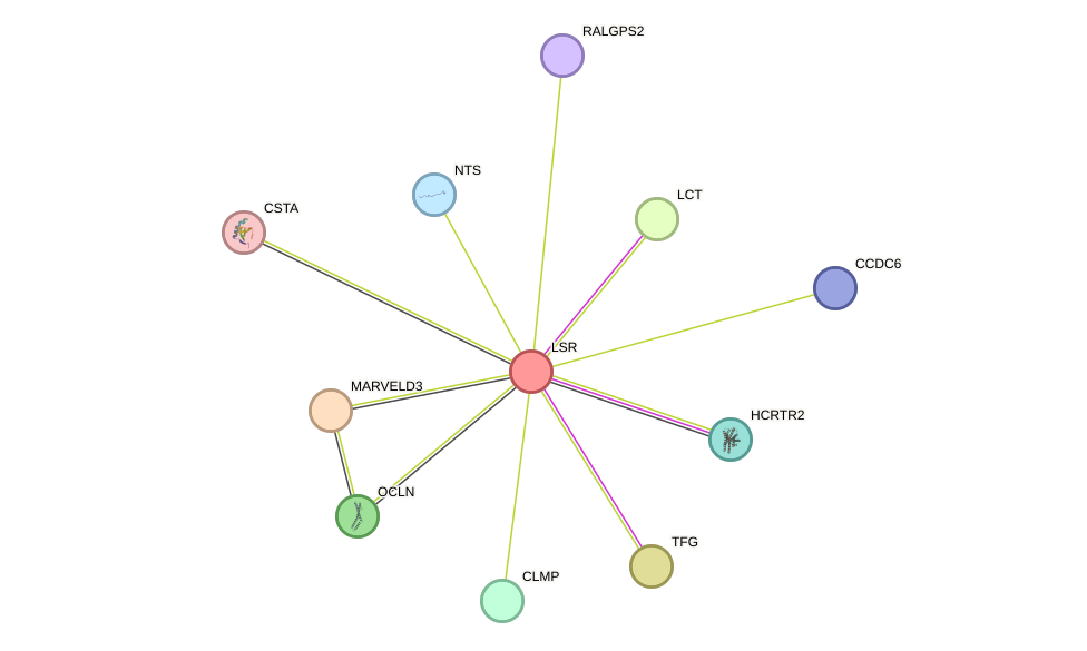 STRING protein interaction network