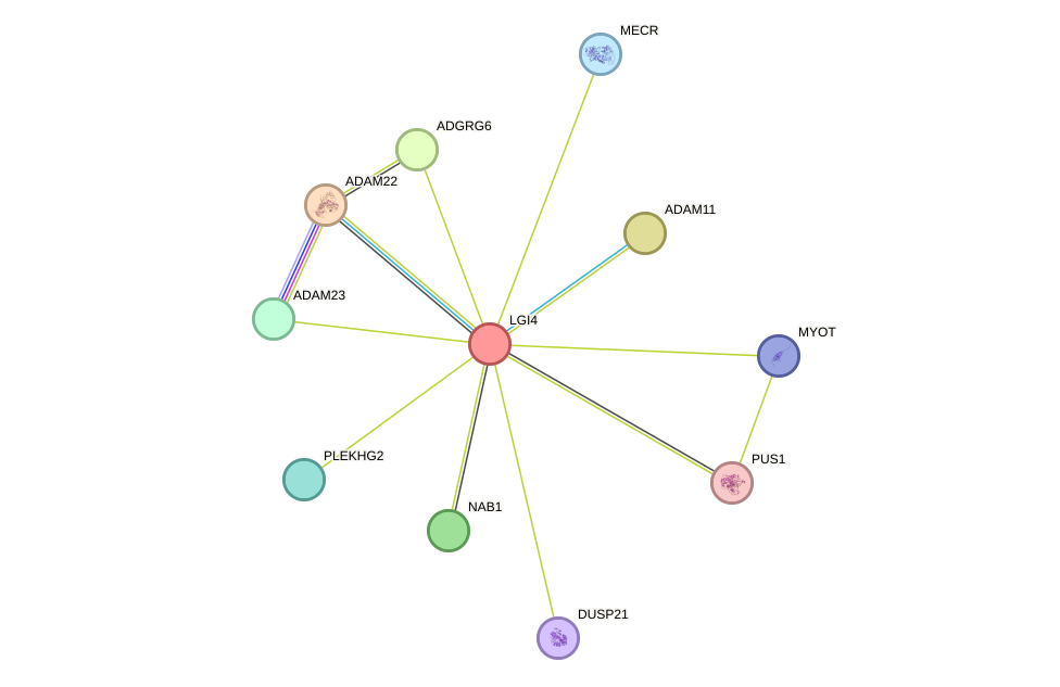 STRING protein interaction network