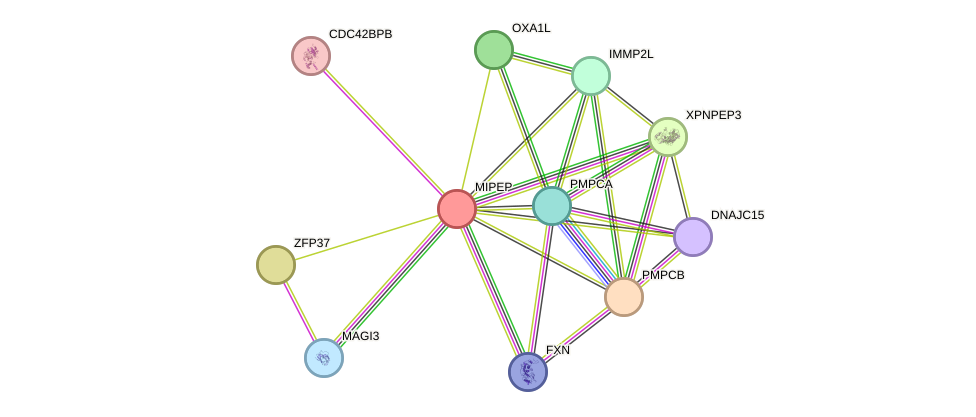 STRING protein interaction network
