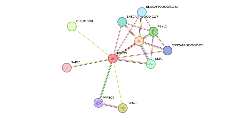STRING protein interaction network