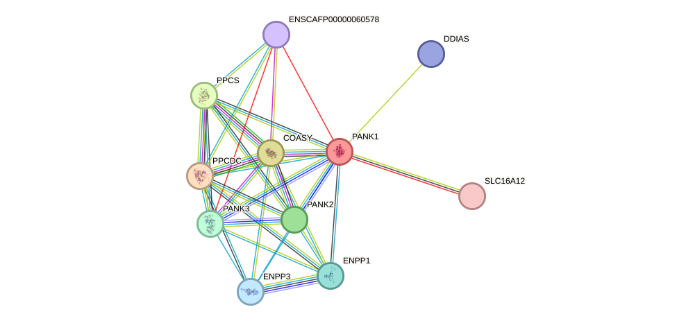 STRING protein interaction network