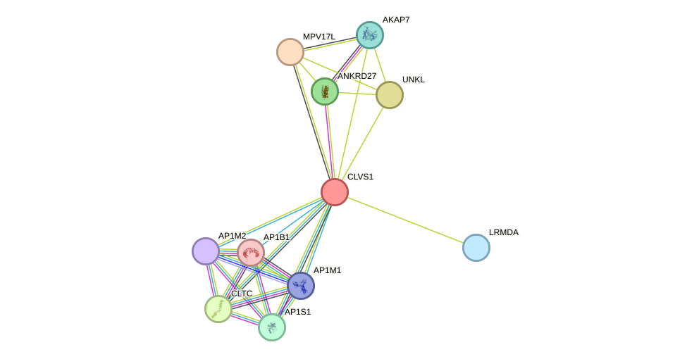 STRING protein interaction network