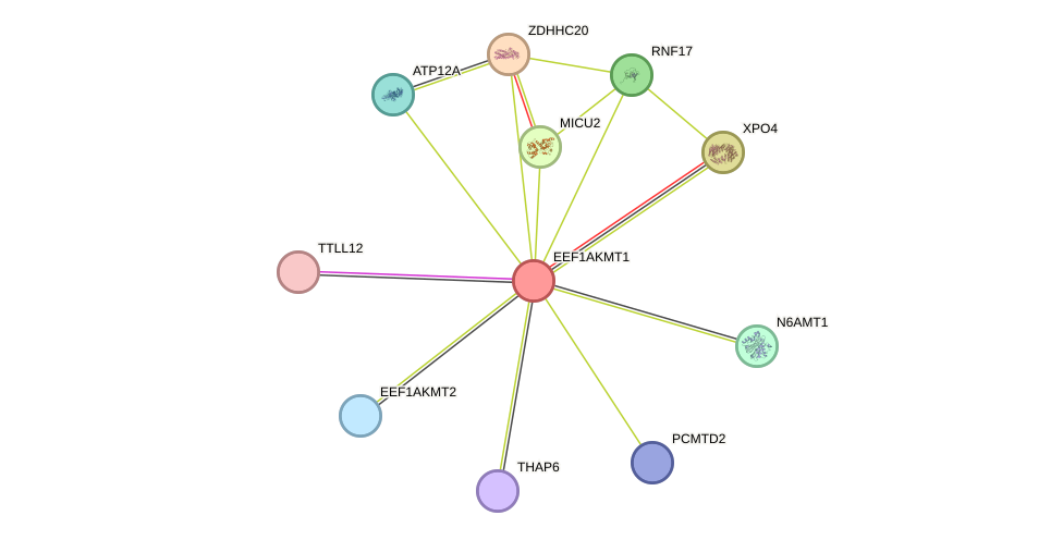 STRING protein interaction network