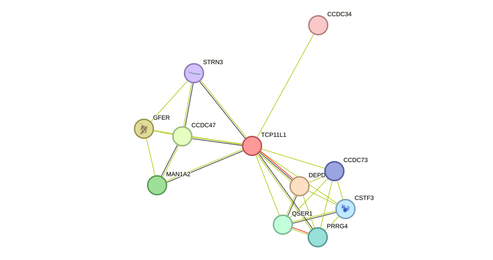 STRING protein interaction network
