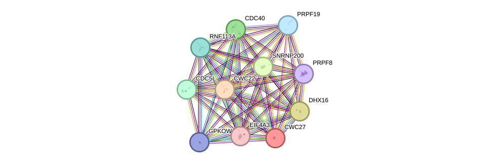 STRING protein interaction network