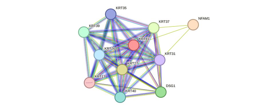 STRING protein interaction network