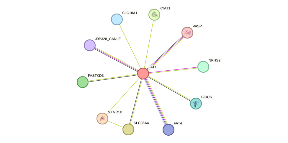 STRING protein interaction network