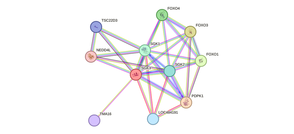 STRING protein interaction network