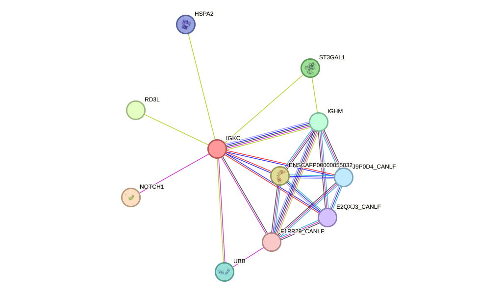 STRING protein interaction network