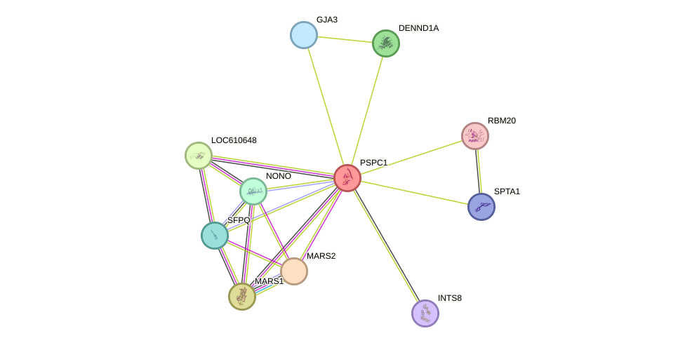 STRING protein interaction network