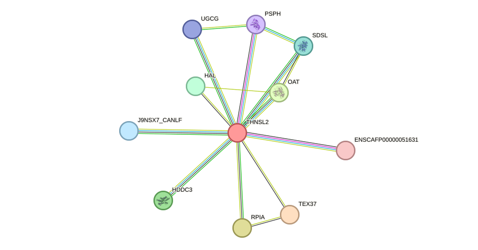 STRING protein interaction network