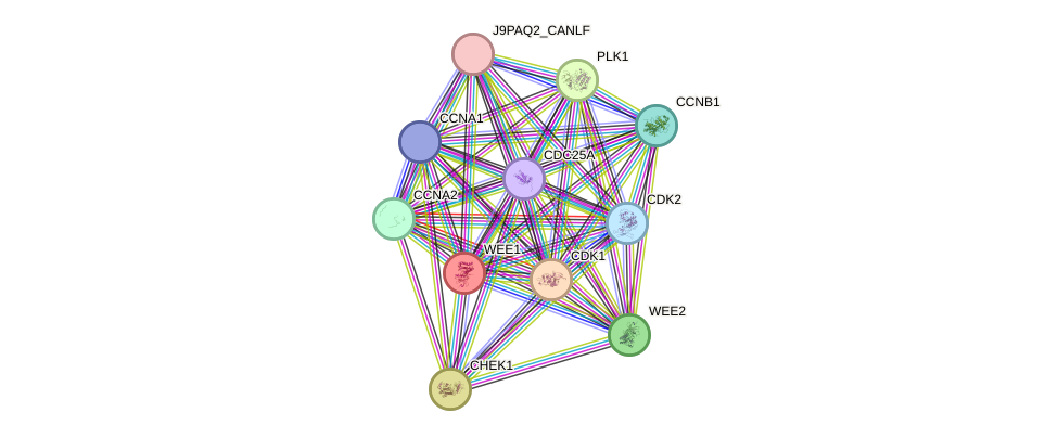 STRING protein interaction network