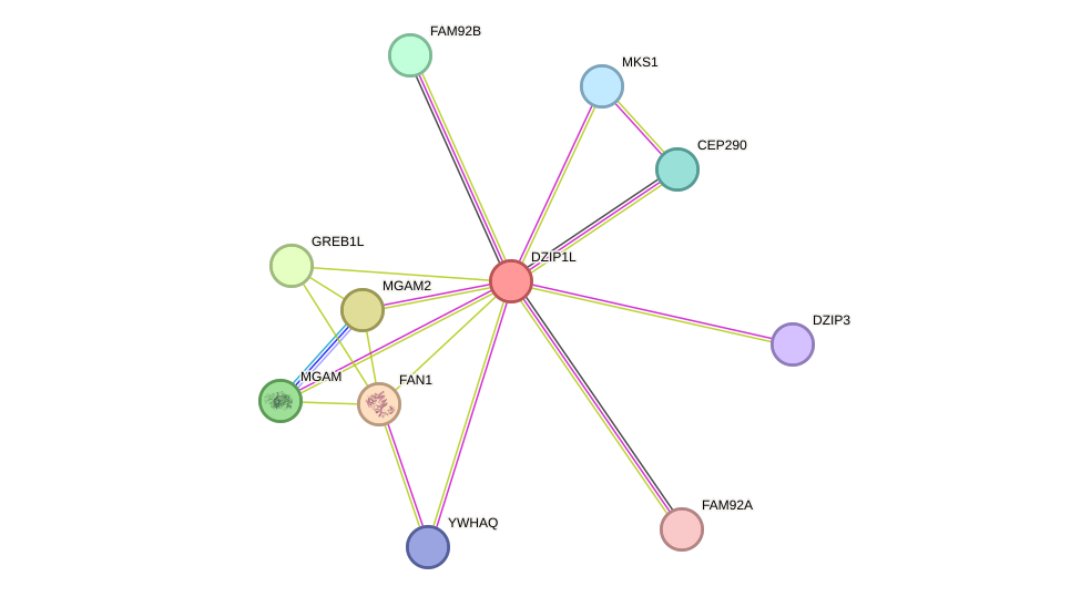 STRING protein interaction network